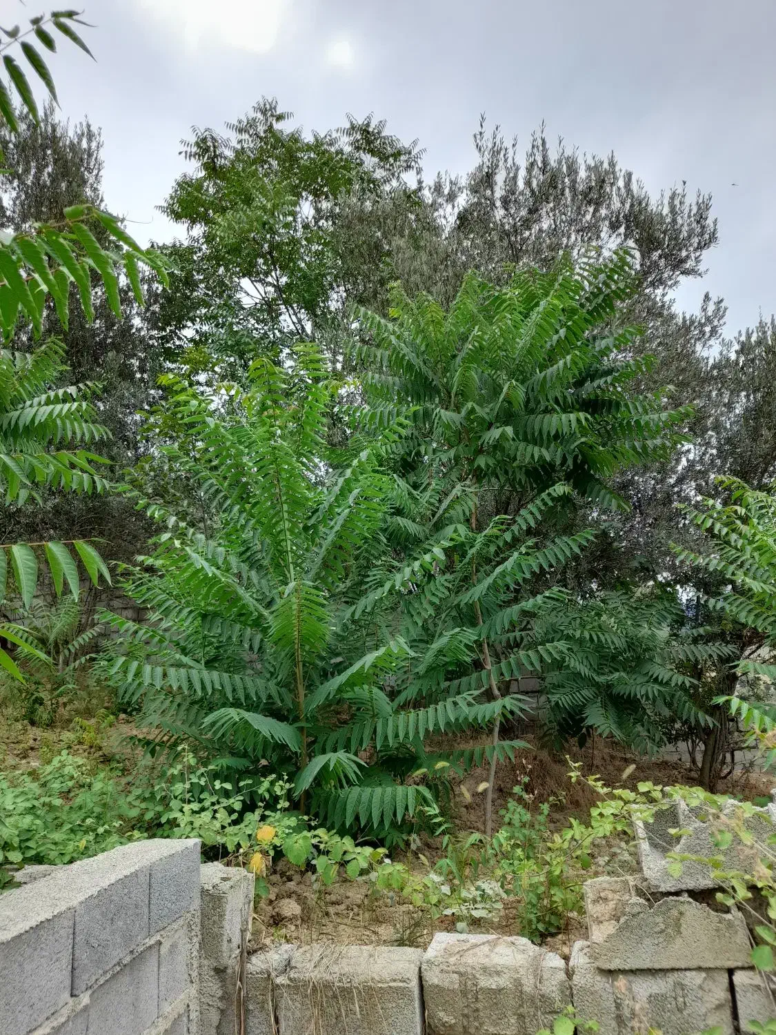 باغچه 150 متر مربع در روستای توشن  گرگان|فروش زمین و ملک کلنگی|گرگان, |دیوار