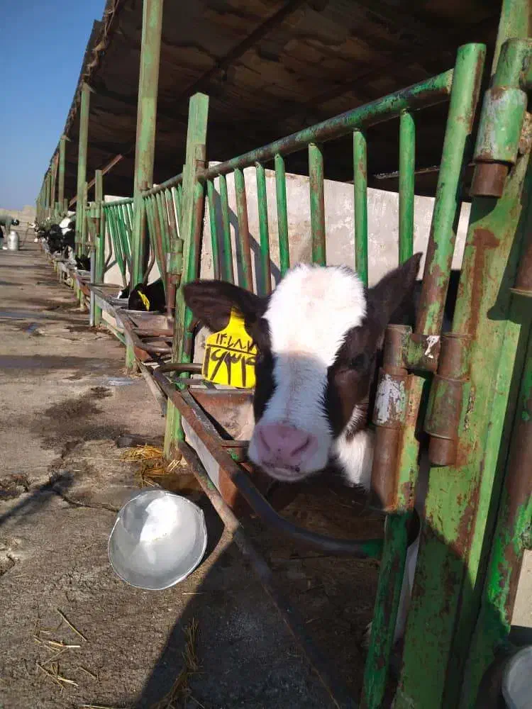 کارگر گاوداری|استخدام صنعتی، فنی، مهندسی|سبزوار, امیر کبیر|دیوار