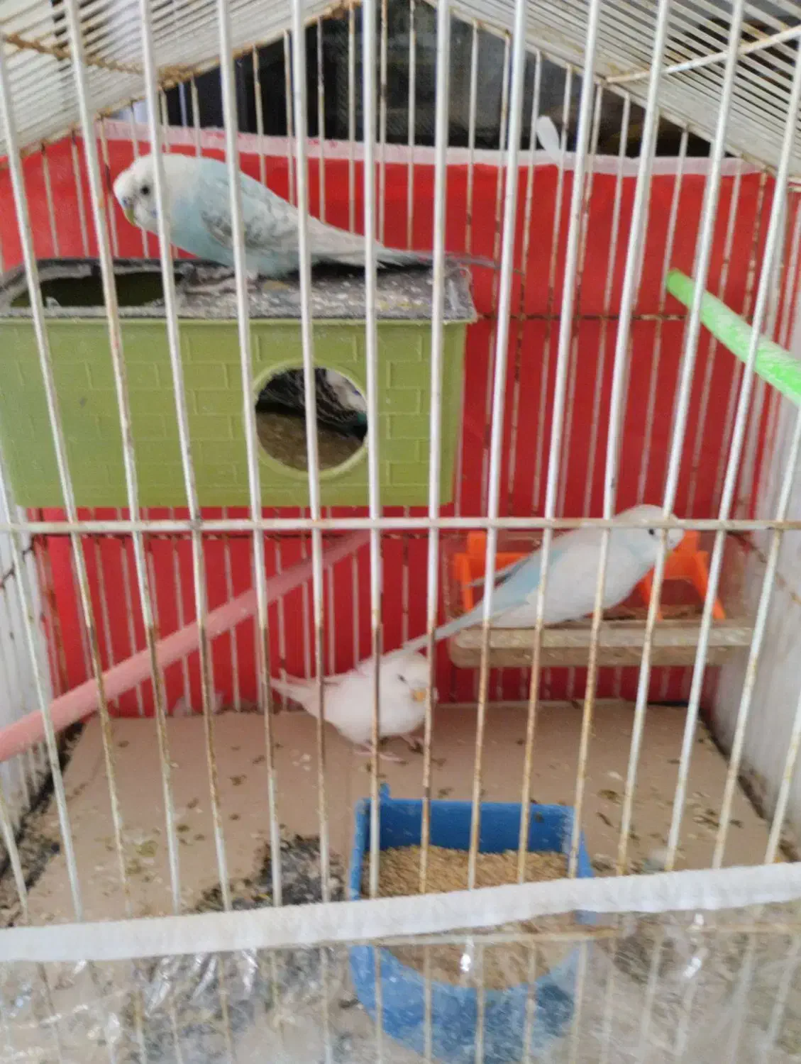 عروس هلندی مرغ عشق فنچ تخم جوجه|پرنده|چناران, |دیوار