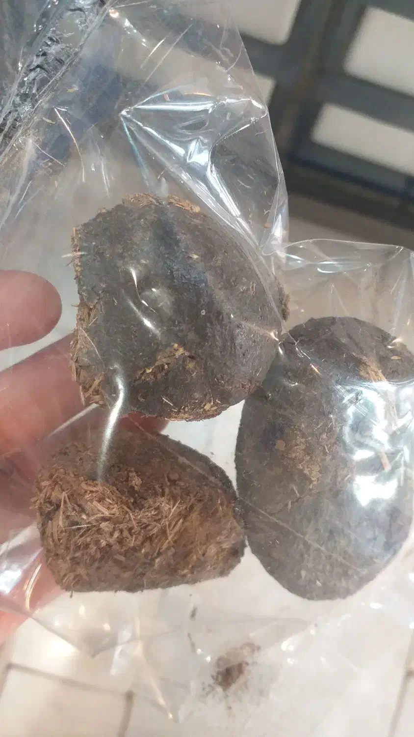 عنبر نسا الاغ ماده|آرایشی، بهداشتی، درمانی|قم, نیروگاه|دیوار