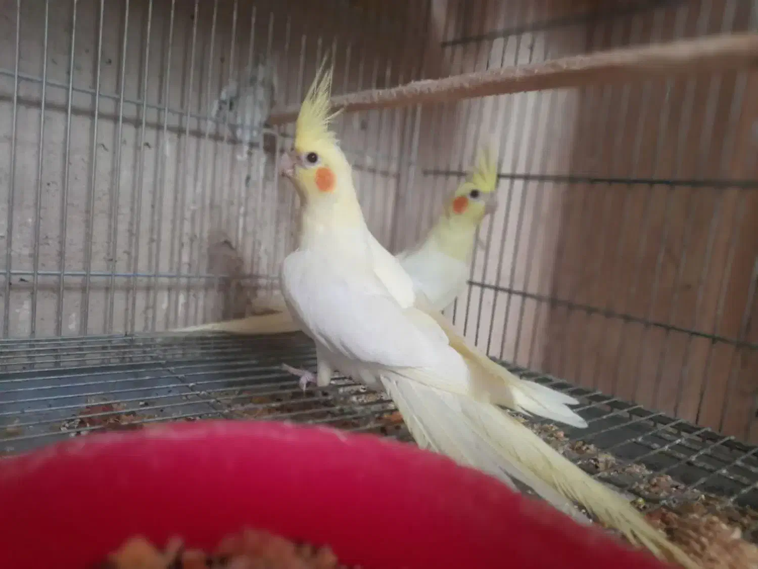 ۴عدد جوجه عروس هلندی دونخور دستی|پرنده|خمینی‌شهر, |دیوار