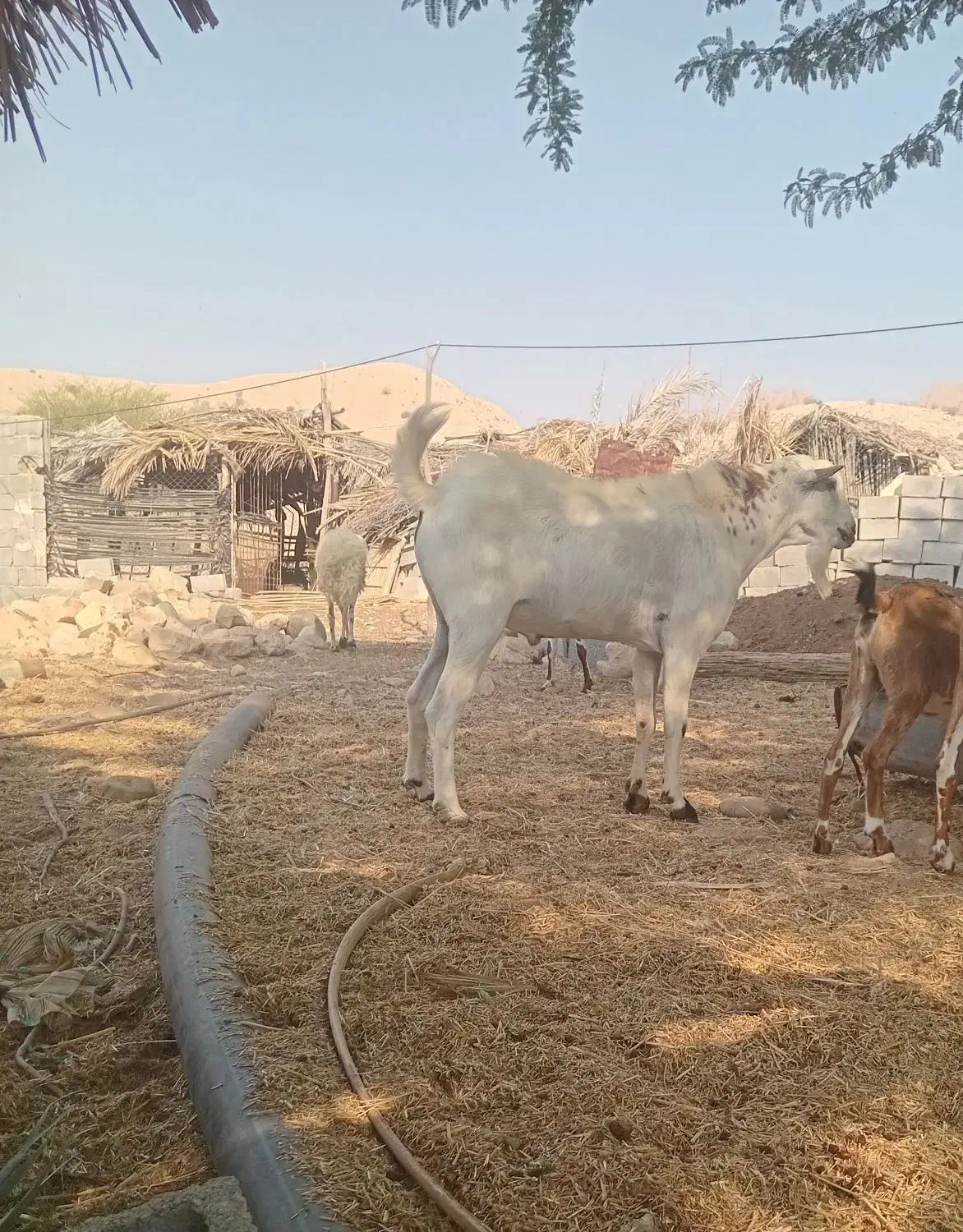 نری|حیوانات مزرعه|فین, |دیوار