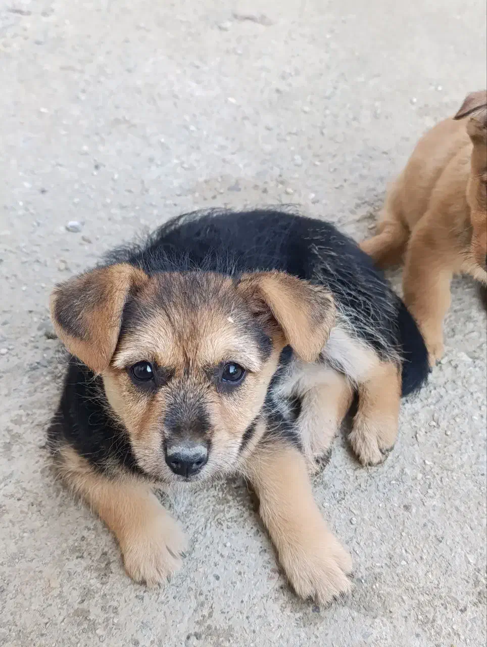 فروش توله سگ های ۷۰روزه|سگ|گلوگاه, |دیوار