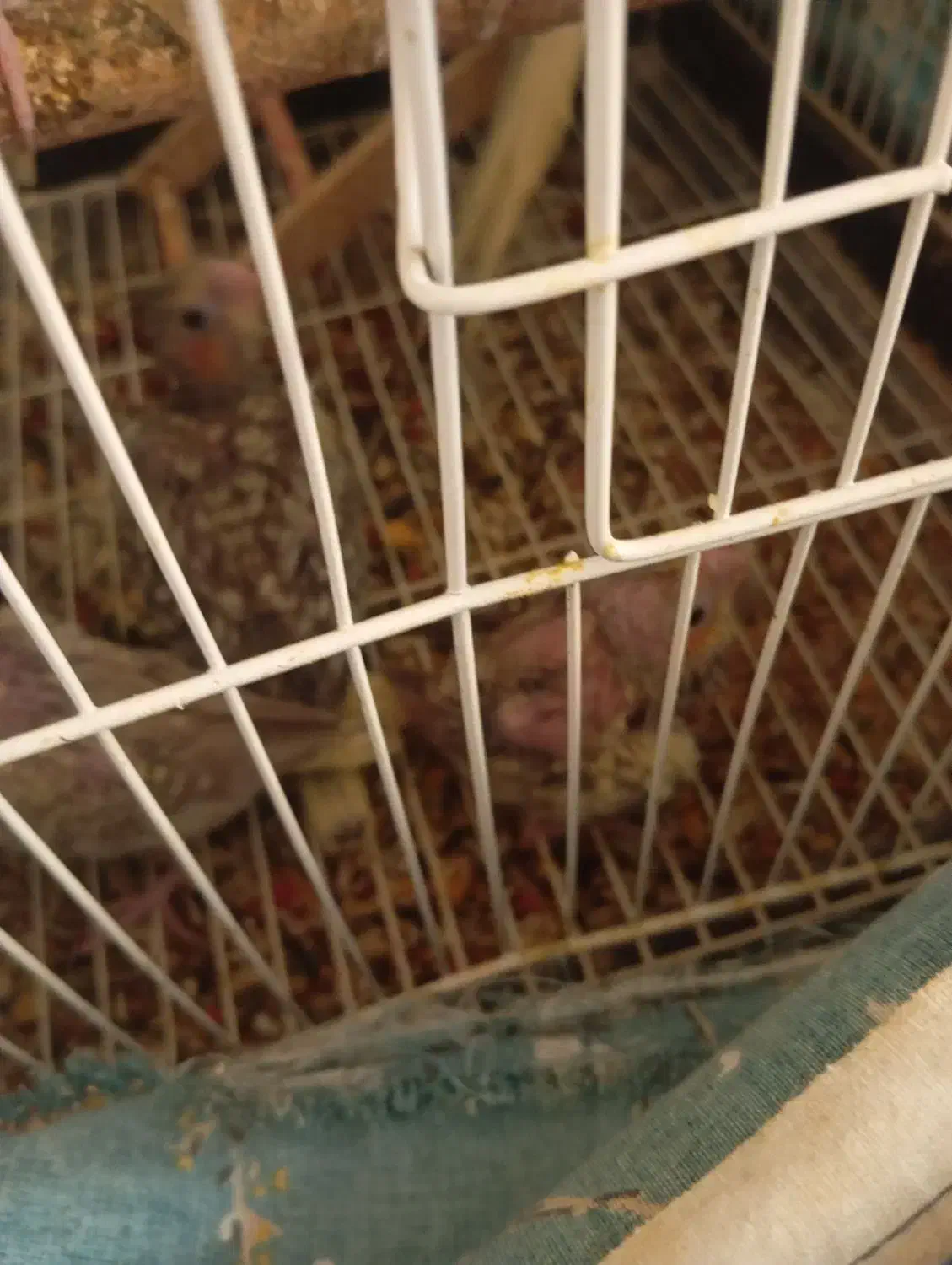 عروس هلندی|پرنده|گلستان (تهران), |دیوار