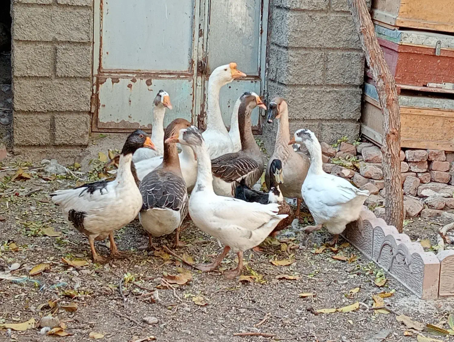 قوغاز اوکراینی وسیاه|حیوانات مزرعه|آذرشهر, |دیوار