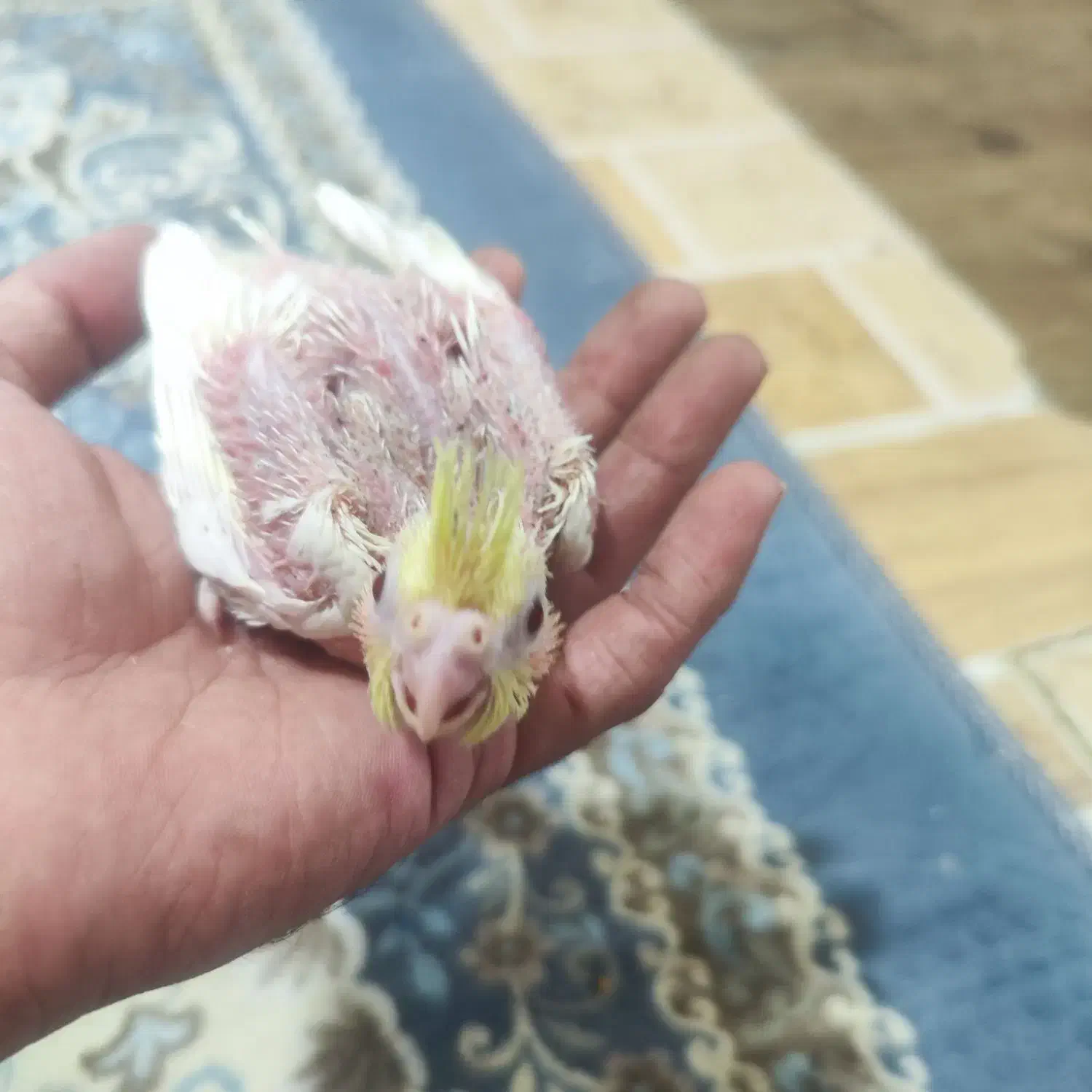 جوجه دوهفته عروس لوتینو|پرنده|بندرعباس, |دیوار