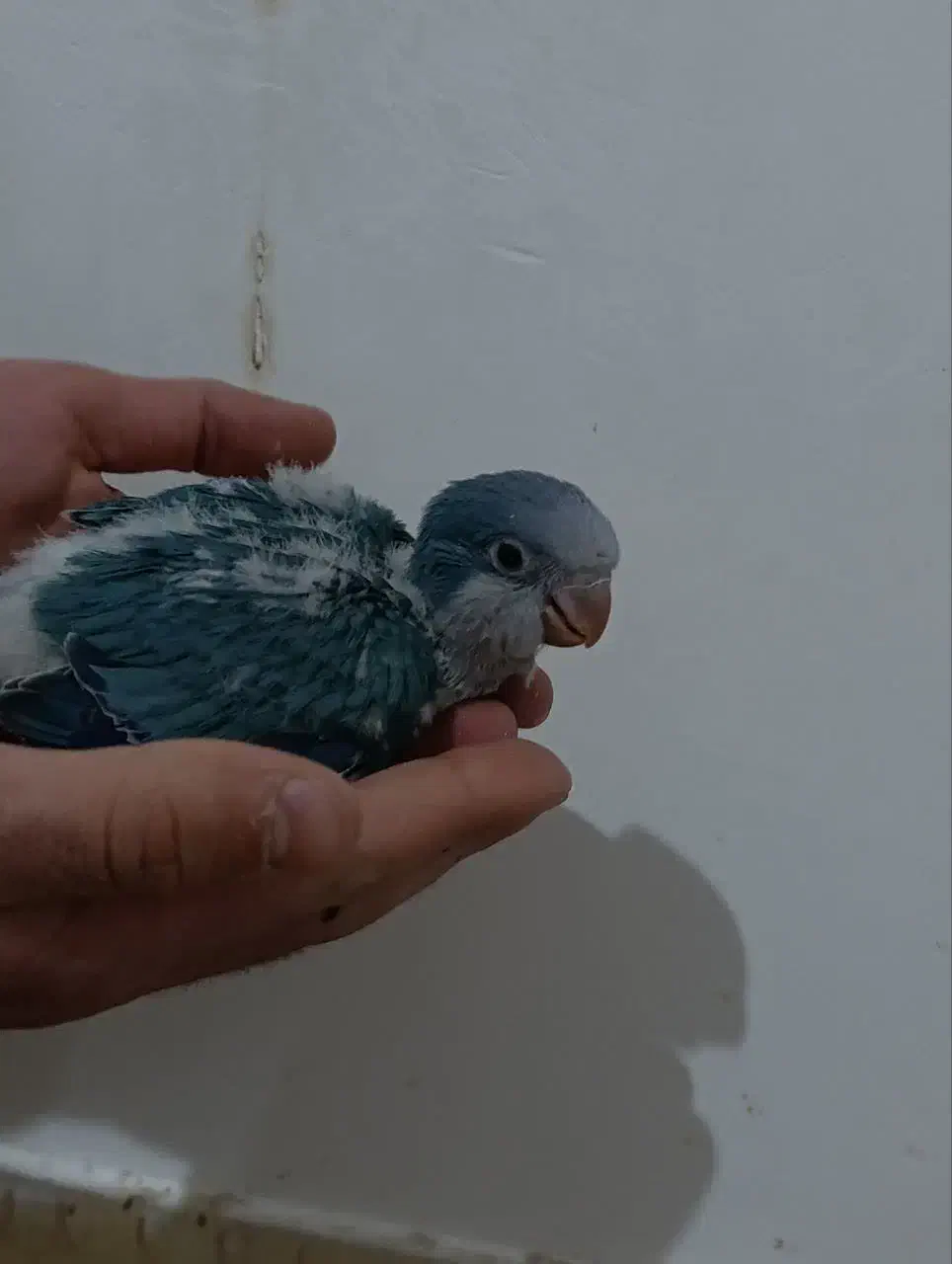 جوجه راهب آبی|پرنده|قم, انسجام|دیوار