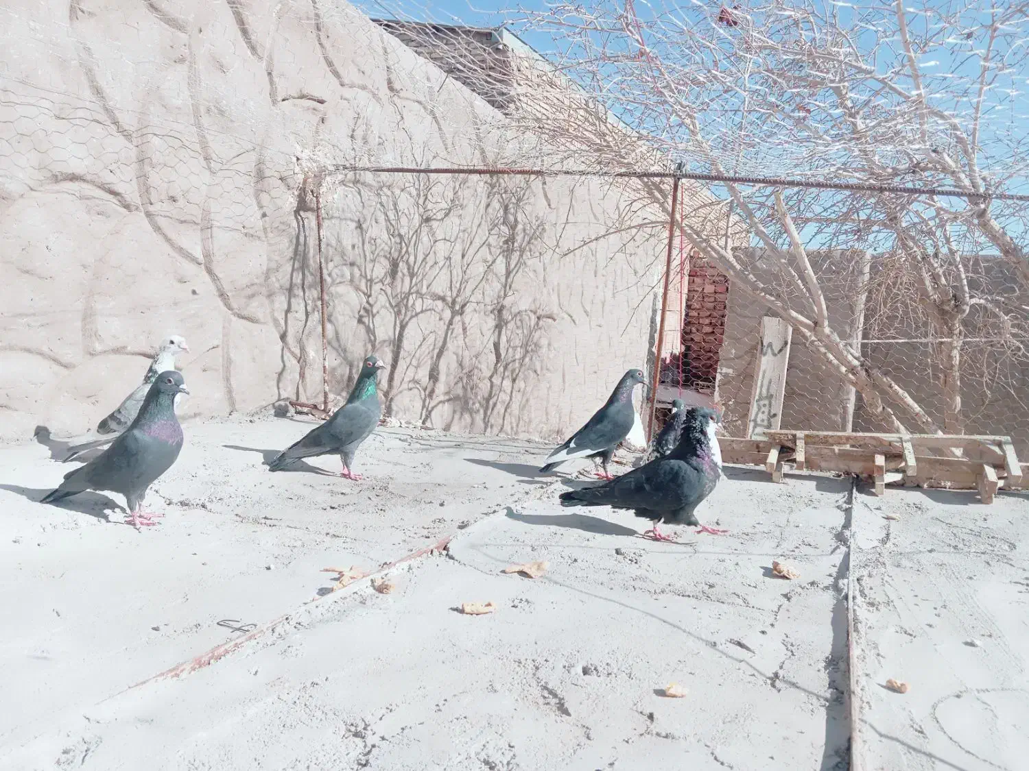 کبوتر زد گلوله|حیوانات|رفسنجان, |دیوار