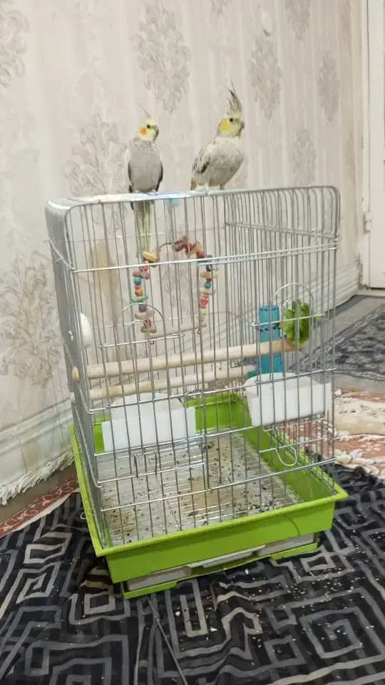 یک جفت عروس هلندی لوتیتو ابلغ|پرنده|شیراز, کوشک میدان|دیوار