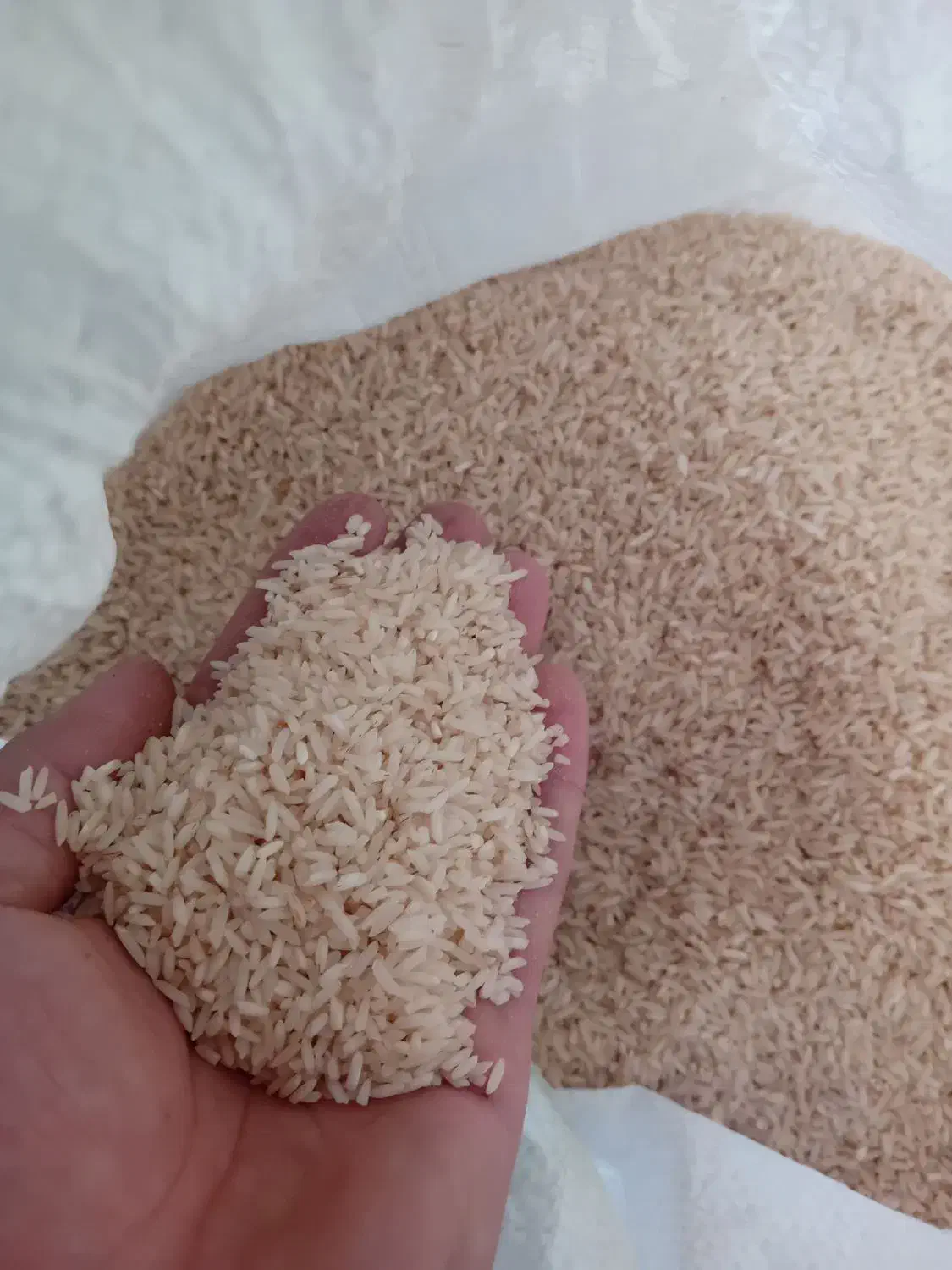 برنج پاکوتاه فجر|خوردنی و آشامیدنی|شباب, |دیوار