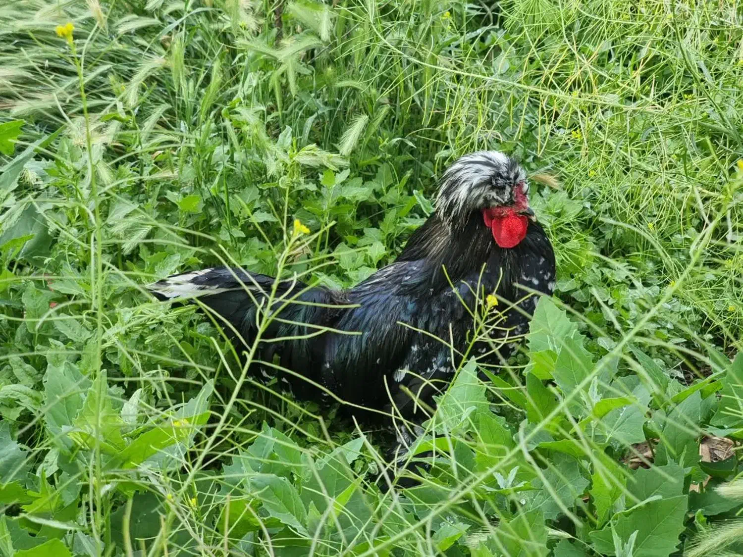 مرغ و خروس لهستانی|حیوانات مزرعه|اصفهان, عسگریه|دیوار