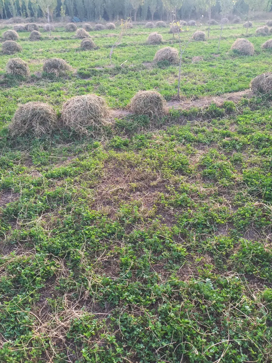 فروش یونچه|لوازم جانبی حیوانات|خوی, |دیوار