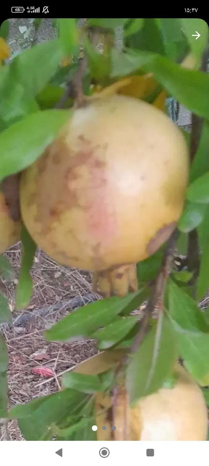 انار شکرو ملس|خوردنی و آشامیدنی|بهشهر, |دیوار