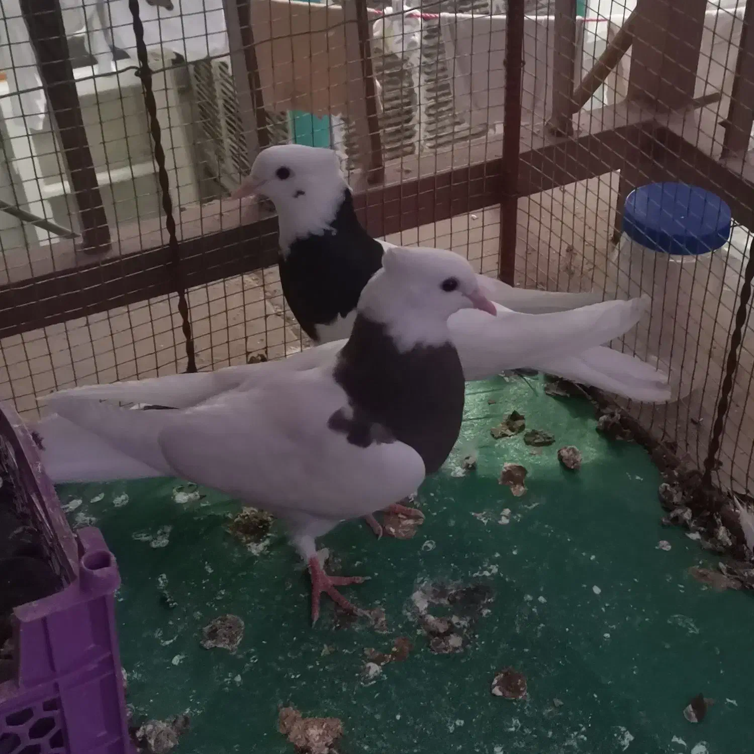 طوقی|پرنده|طبس, |دیوار