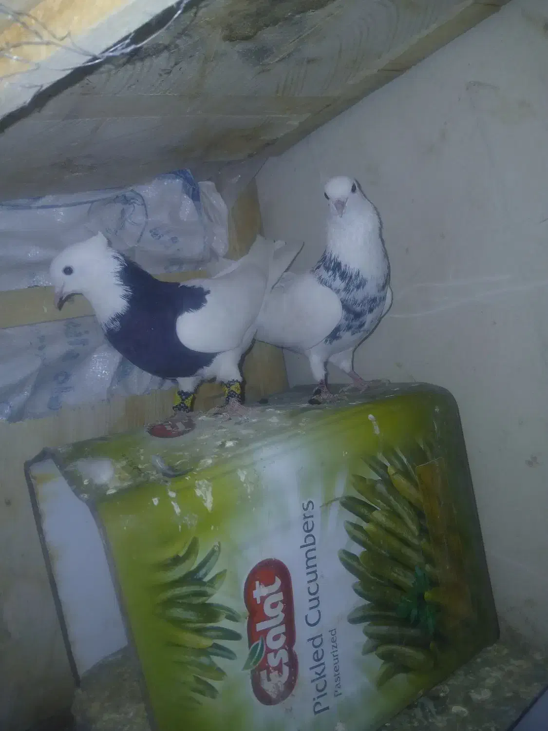 کبوتر طوقی عطیقه|پرنده|فارسان, |دیوار