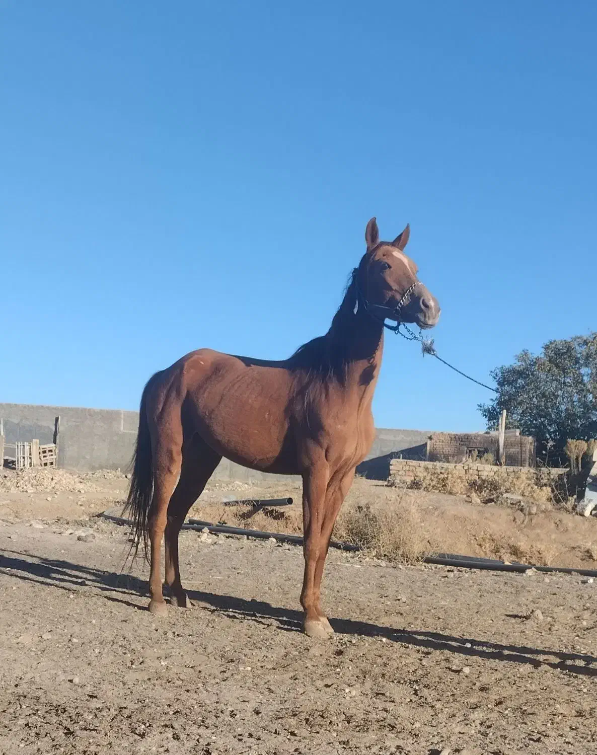 اسب|اسب و تجهیزات اسبسواری|کمیجان, |دیوار