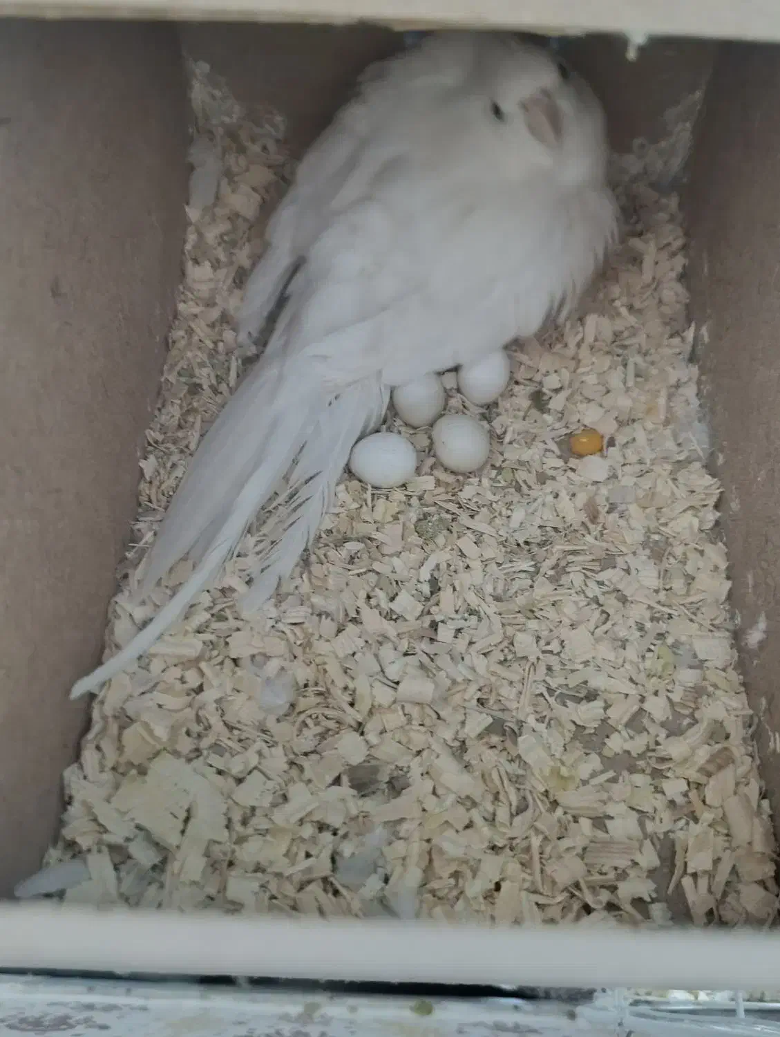 عروس هلندی مولد خونگی|پرنده|زاهدان, |دیوار