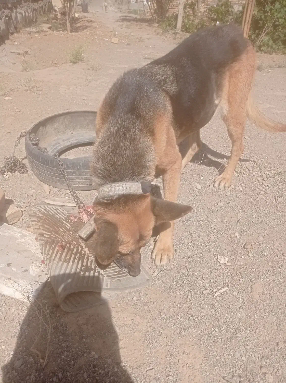 ژرمن سگ|سگ|سبزوار, گلشن|دیوار