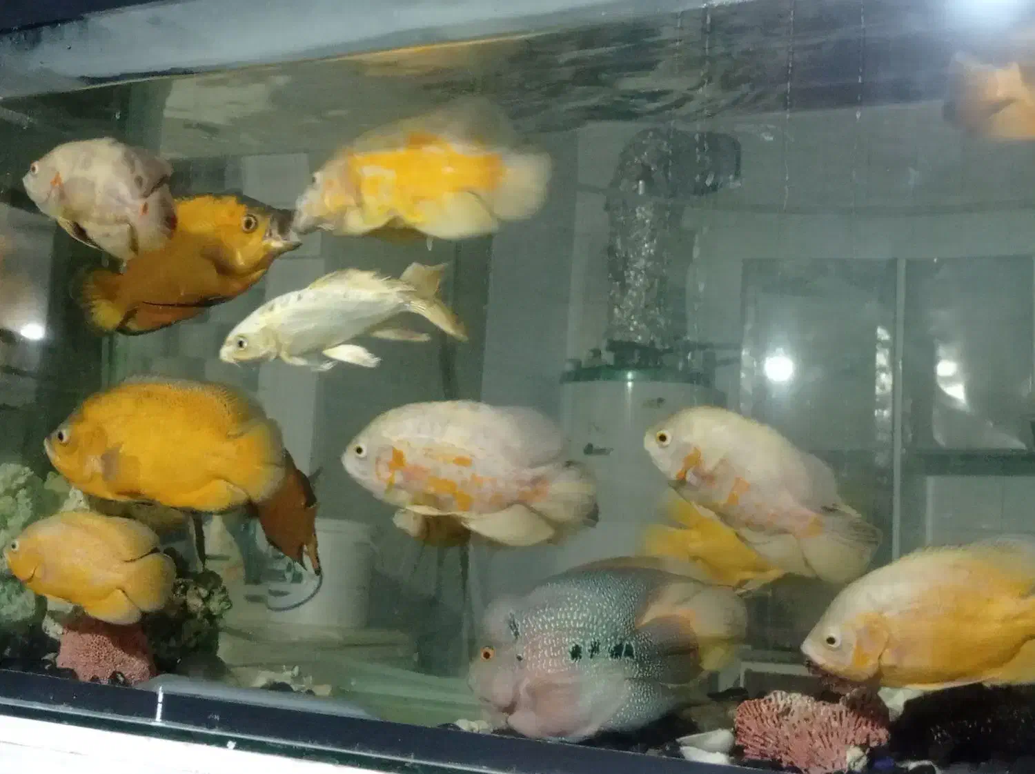 اسکار خوش رنگ|ماهی|تربت جام, زیباکنار|دیوار