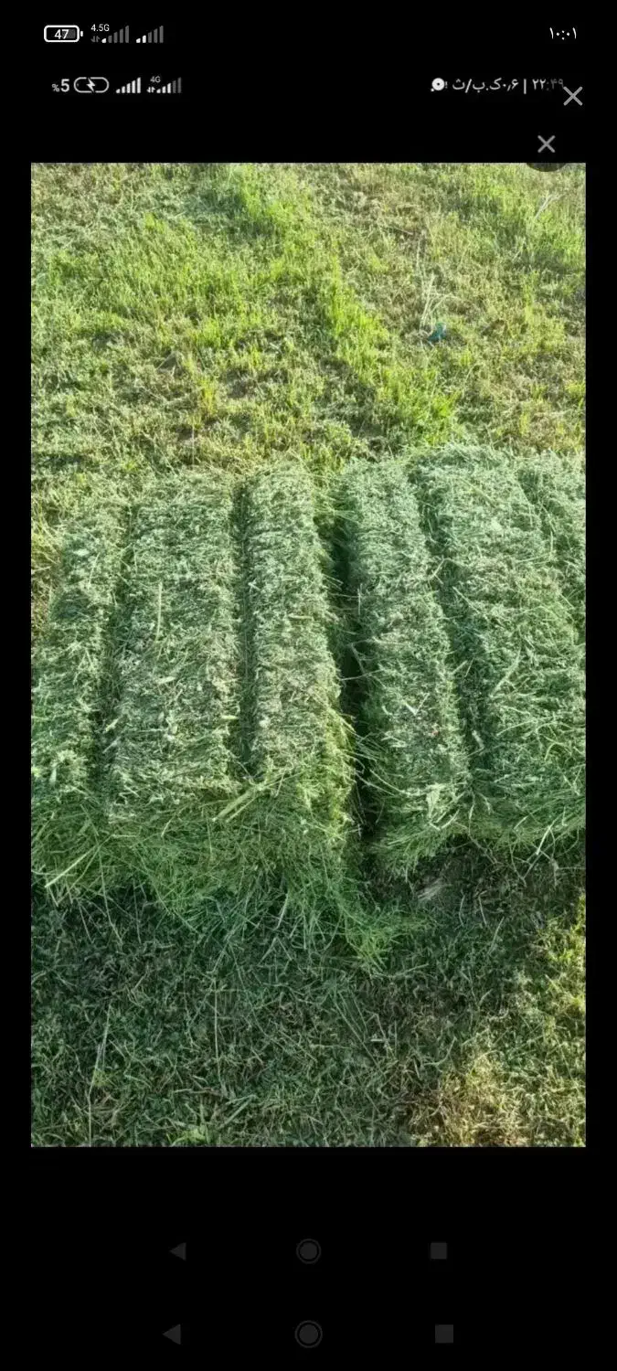 فروش یونجه|حیوانات مزرعه|تاکستان, |دیوار