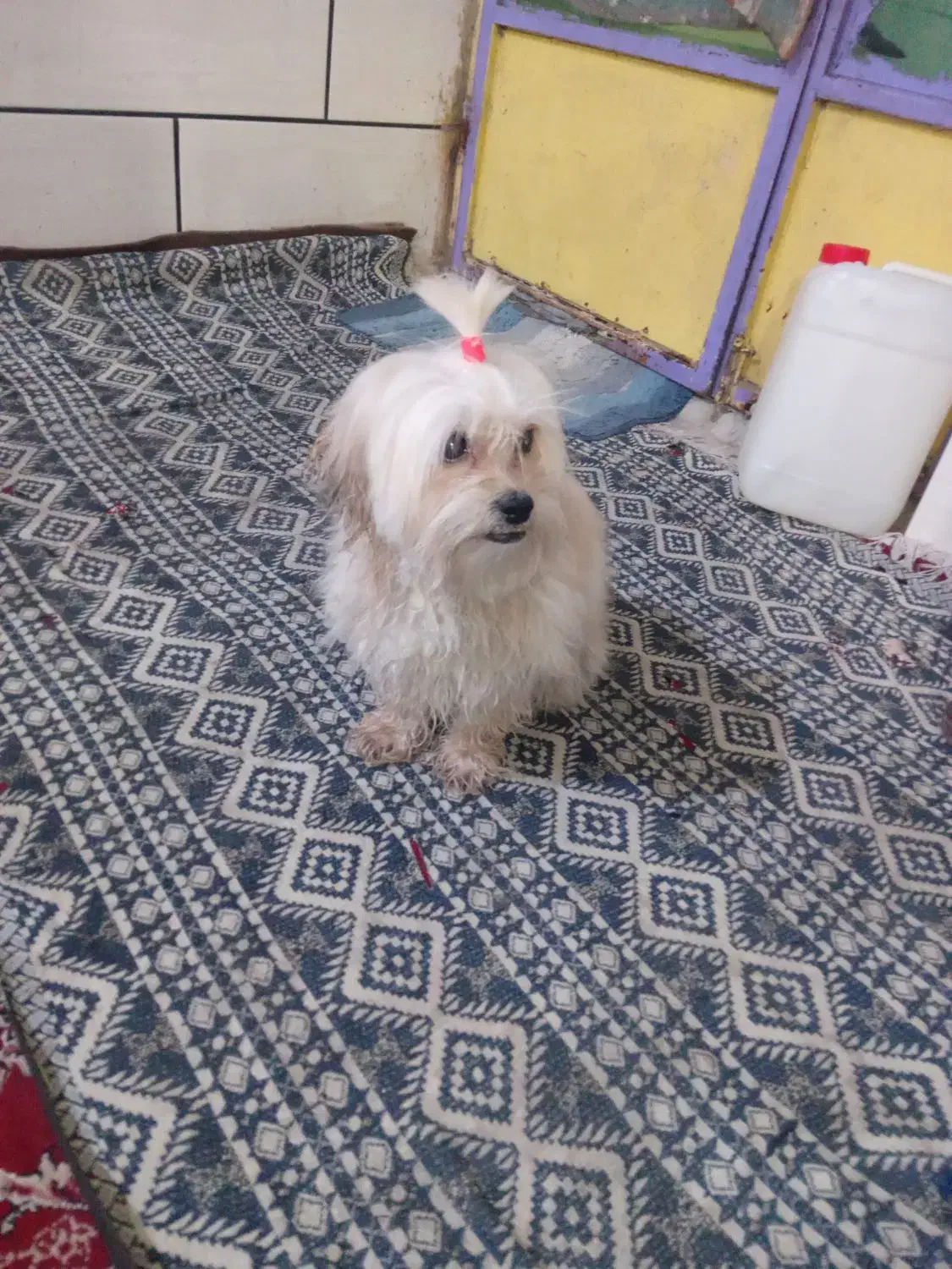 سگ گم شده هرکی پیدا ش کنه مژدگانی بهش میدم|سگ|بندر امام خمینی, |دیوار