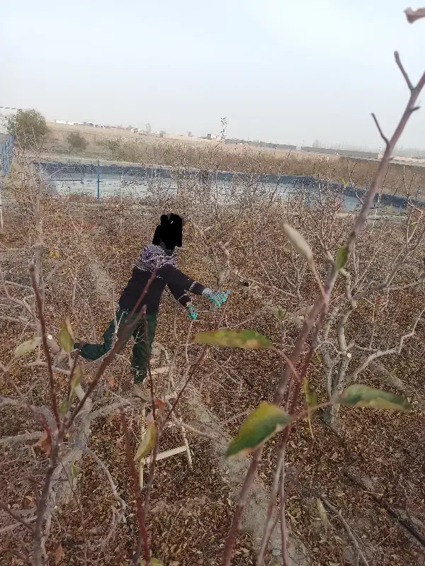 هرس انواع درختان میوه|خدمات باغبانی و درختکاری|تبریز, |دیوار