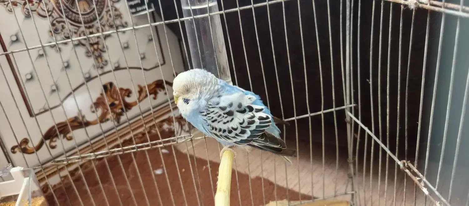 مرغ غشق|پرنده|سرپل ذهاب, |دیوار