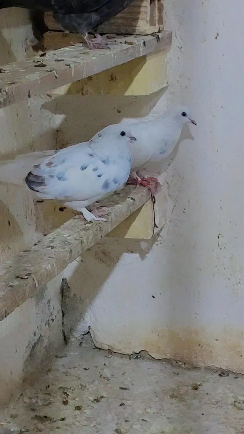 تعدادی کبوتر پرشی|پرنده|زید آباد, |دیوار
