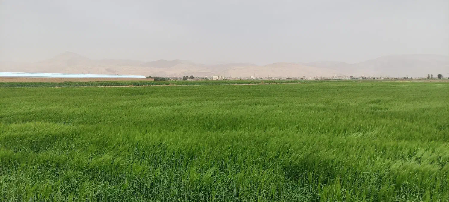 فروش ۹۰۰۰ متر زمین با کاربری گلخانه، باغ، خانه باغ|فروش دفتر صنعتی، کشاورزی، تجاری|گرمسار, |دیوار