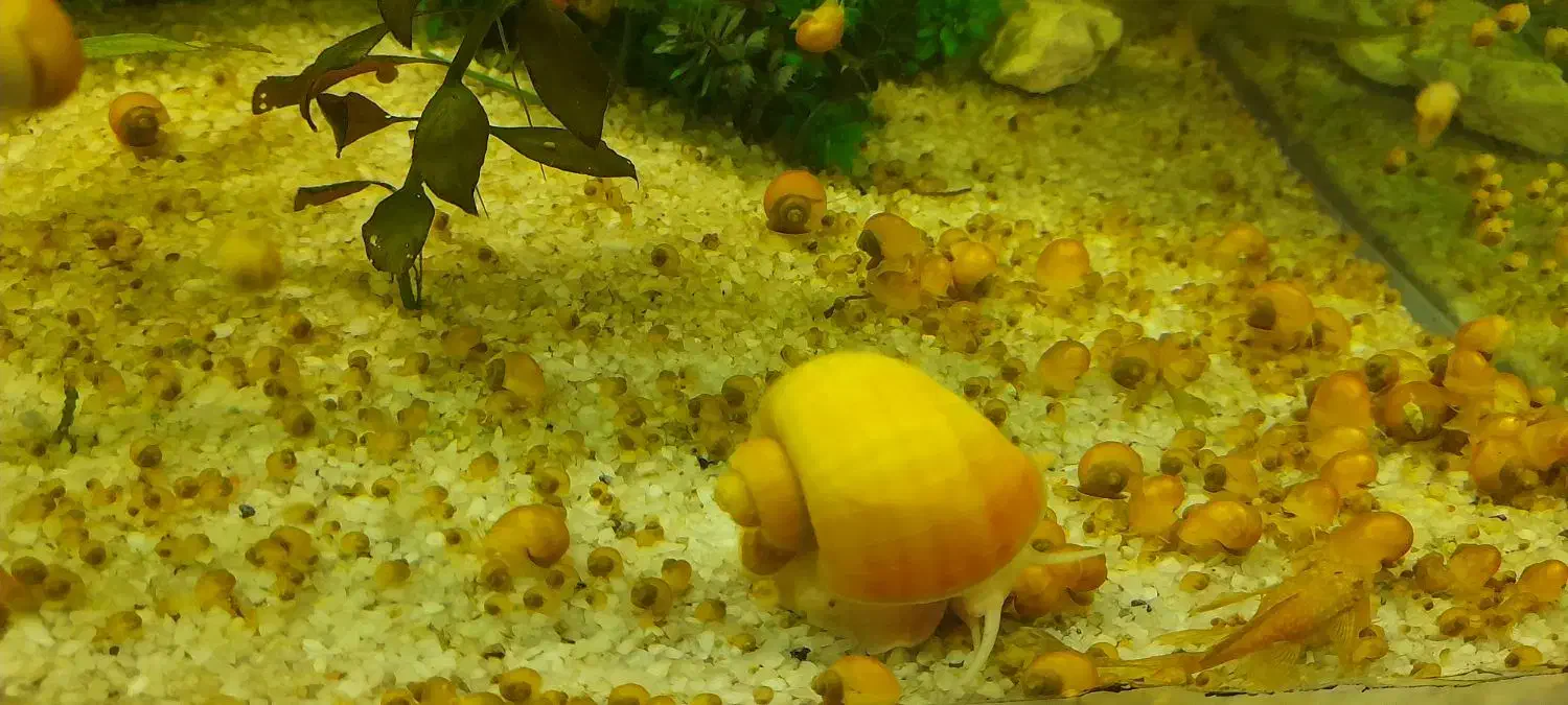 حلزون سیب آکواریوم|ماهی|ملایر, |دیوار