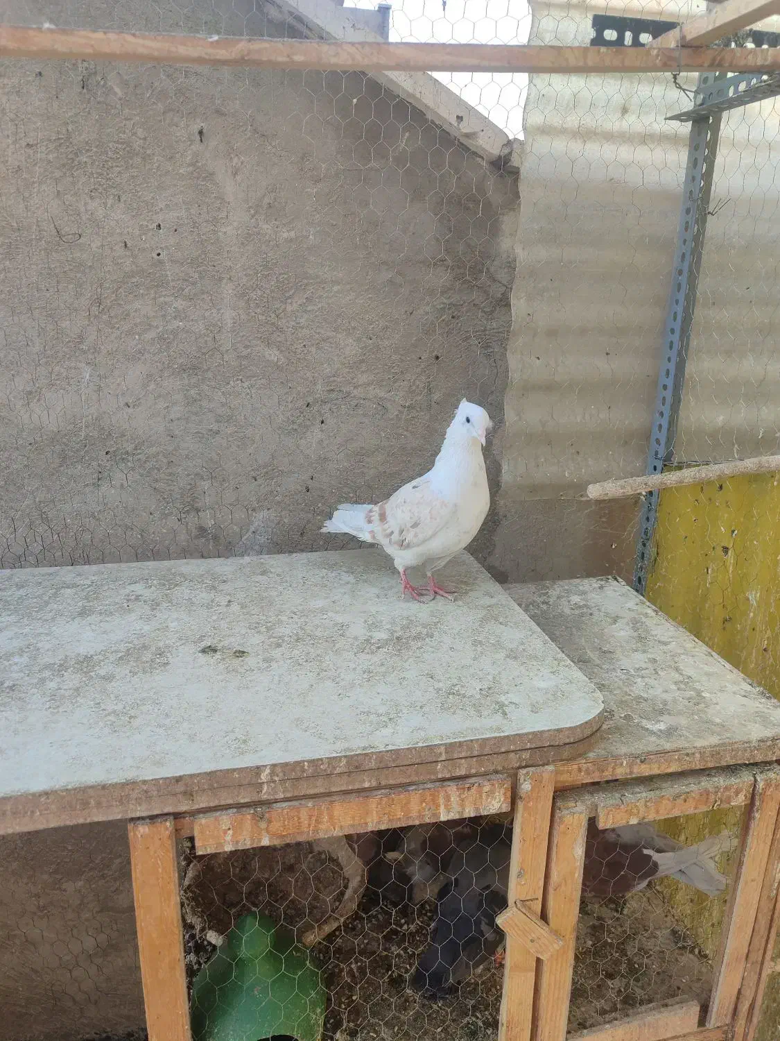 کبوتر|پرنده|ری, شهید غیوری (ابن باویه)|دیوار