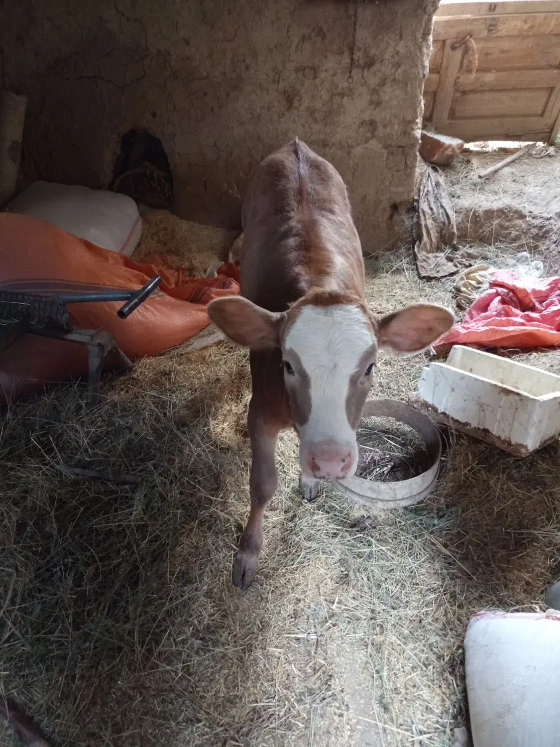 گاو سیمینتال اصل همراه با گوساله ماده|حیوانات مزرعه|شاهرود (اردبیل), |دیوار