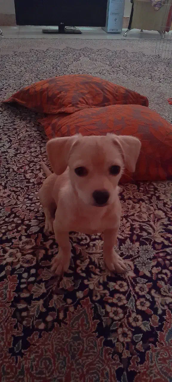 فروش سگ نژاد دار اصل|سگ|بم, |دیوار