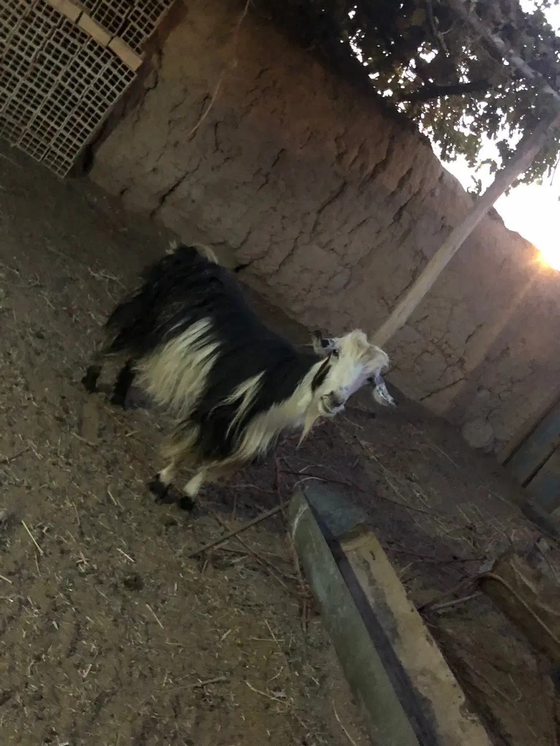 بز و بزغاله سرحال|حیوانات مزرعه|شاهرود, |دیوار