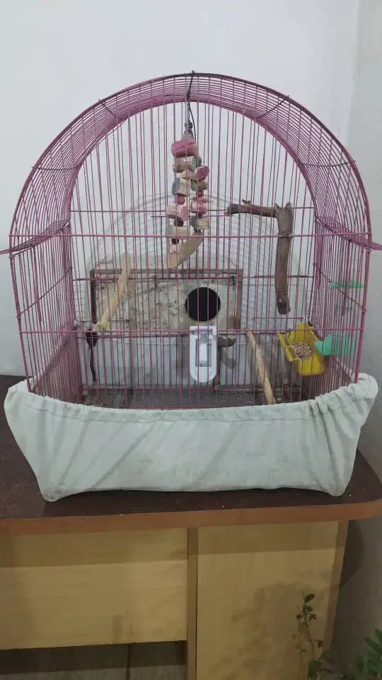 پرنده طوطی|پرنده|اهواز, بهارستان|دیوار