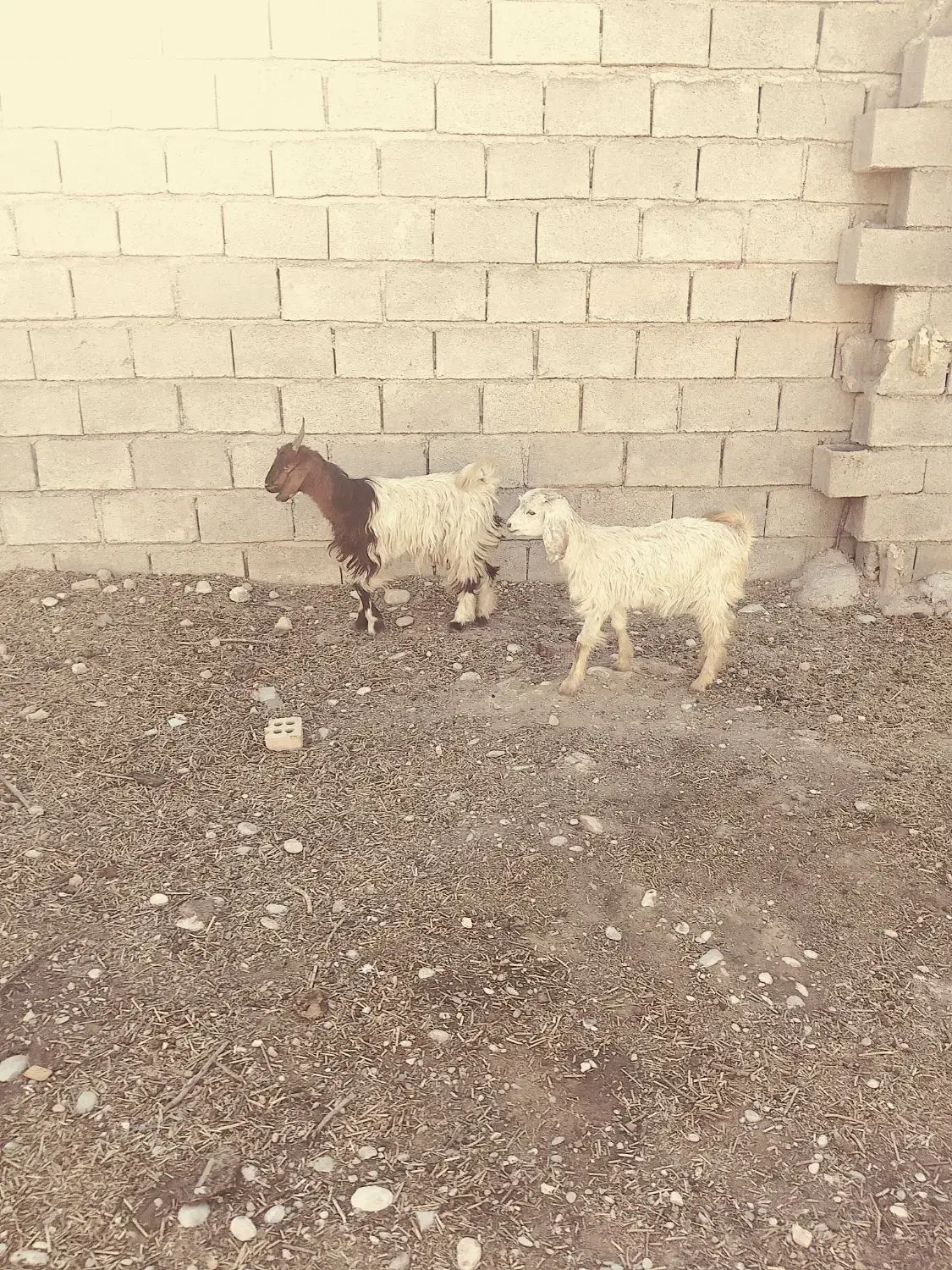 بیگ بز بره میش|حیوانات مزرعه|دزفول, |دیوار