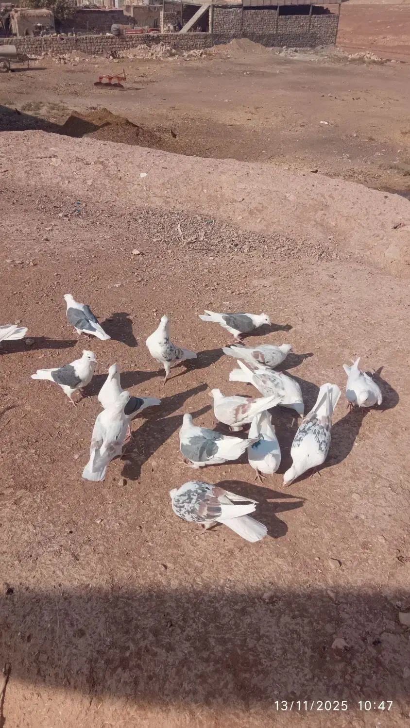 کفتر ها شونی|پرنده|کوهدشت, |دیوار