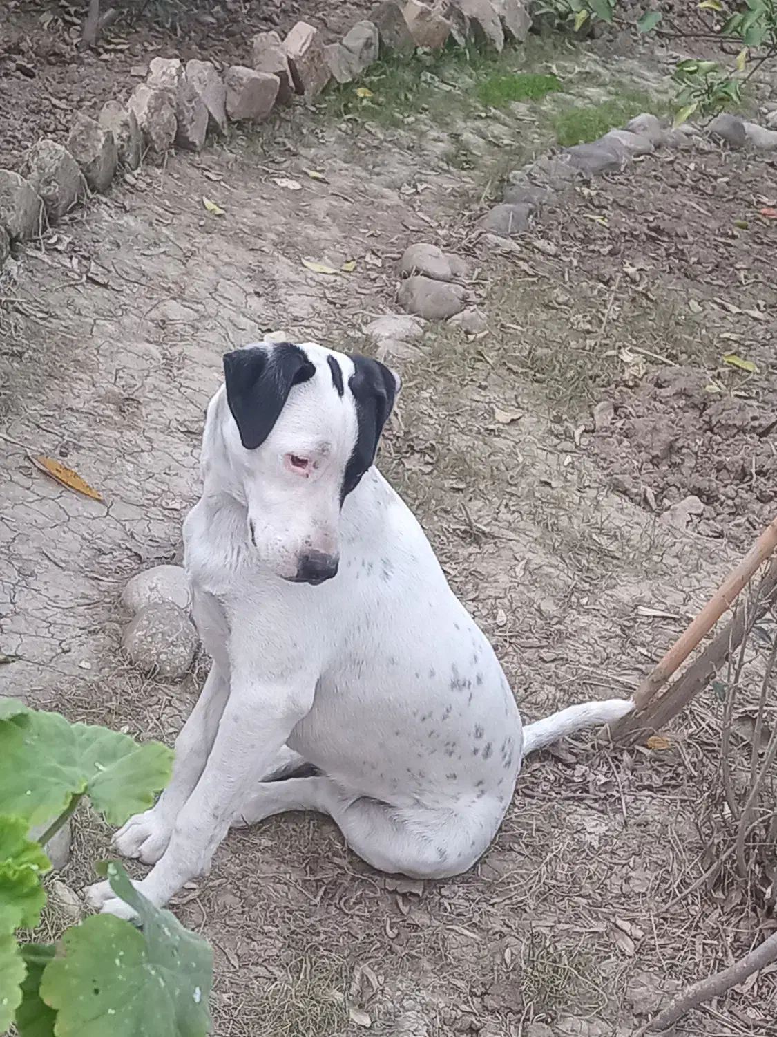 واگذاری سگ ماده ۹ماهه|سگ|قائم‌شهر, |دیوار