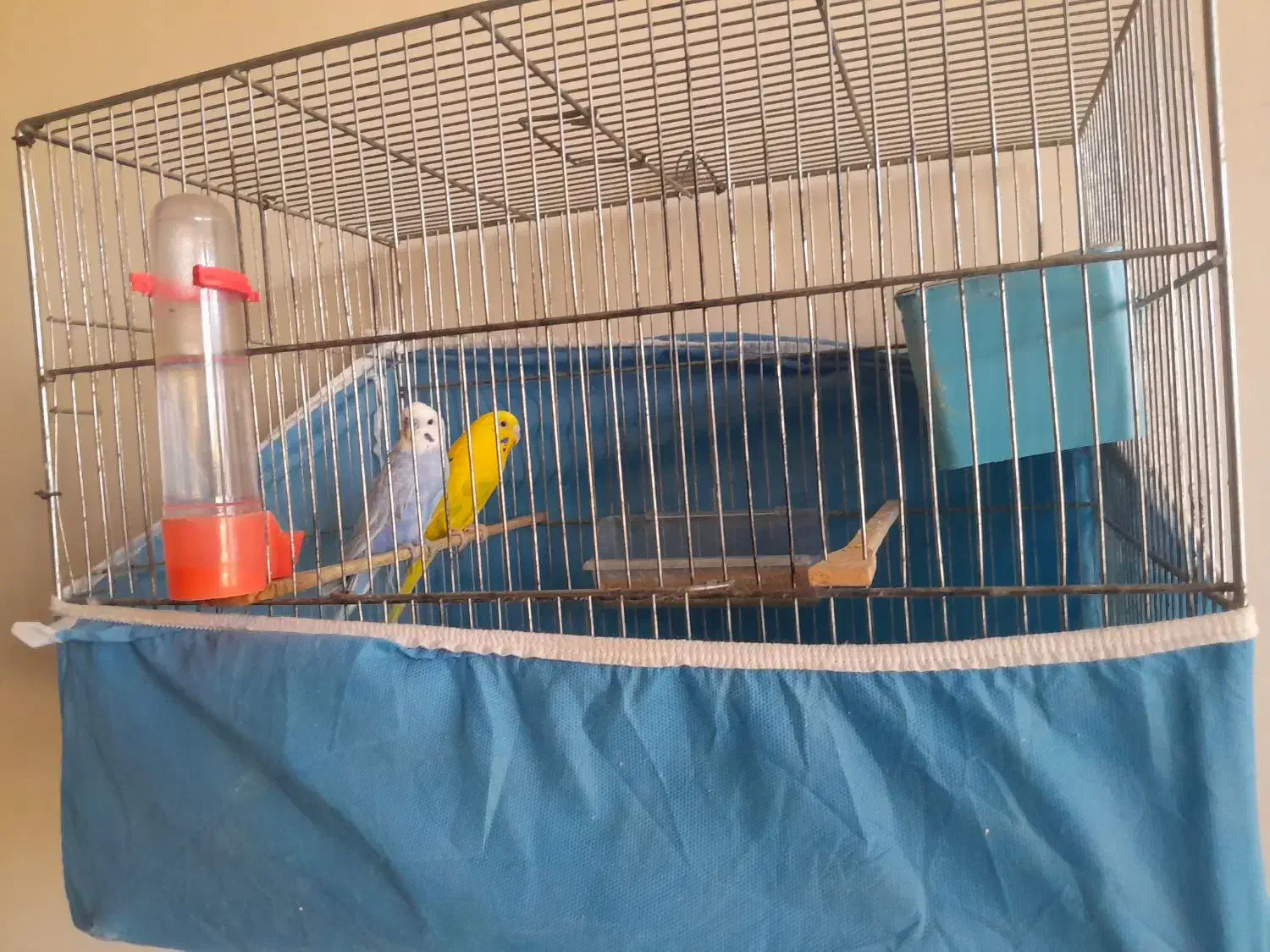 مرغ عشق|پرنده|نورآباد, |دیوار