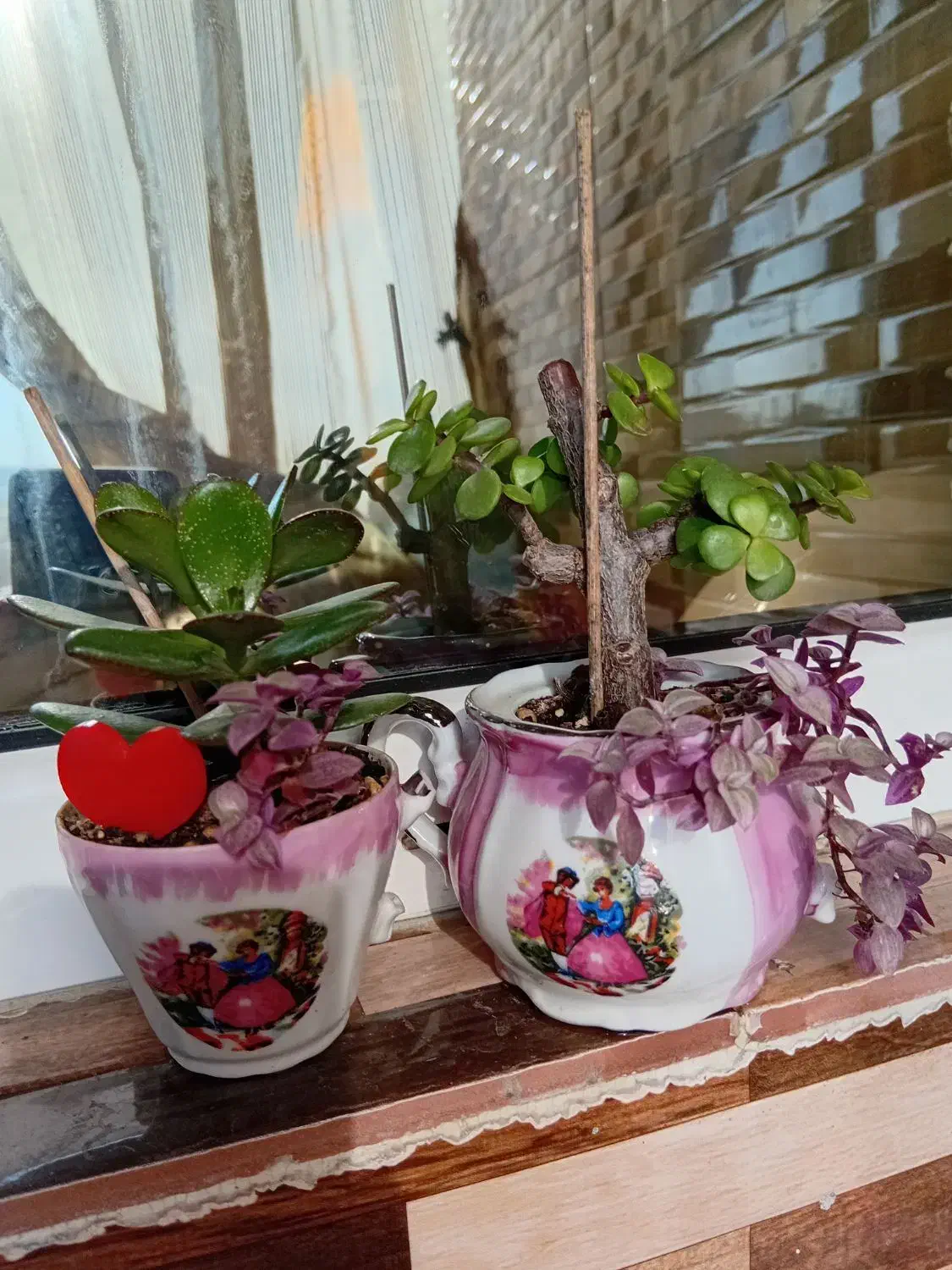 گیاه بونسای|گل و گیاه طبیعی|قائم‌شهر, |دیوار