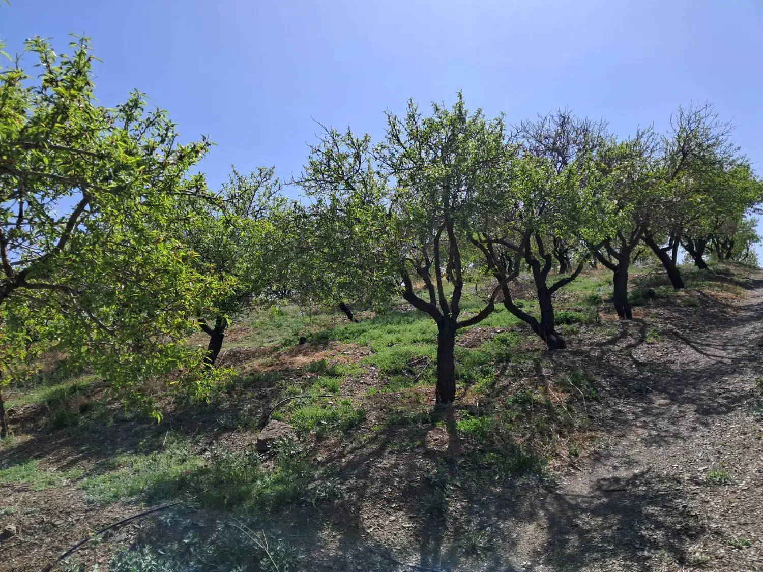 باغ بادام مامائی|فروش دفتر صنعتی، کشاورزی، تجاری|زاینده رود, |دیوار