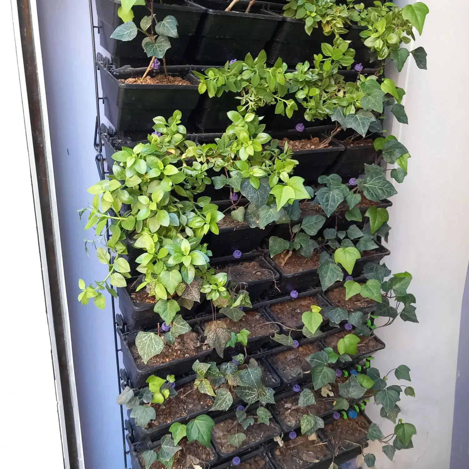 فروش فوری زمین ،کوی انصار|فروش زمین و ملک کلنگی|مشهد, انصار|دیوار