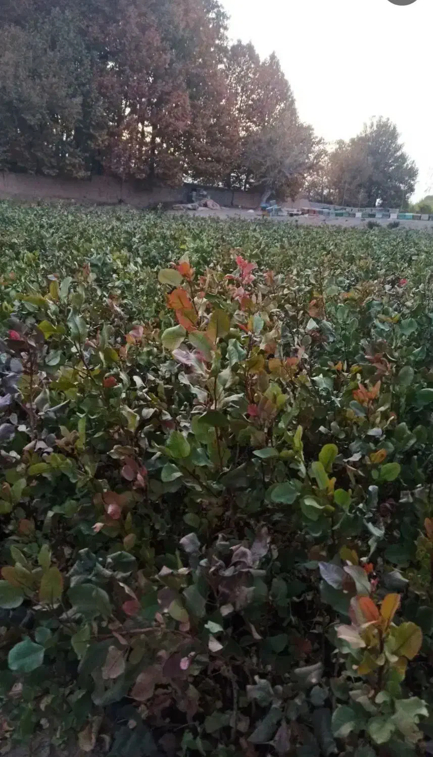 نهال پسته درجه یک|خدمات باغبانی و درختکاری|مهریز, |دیوار