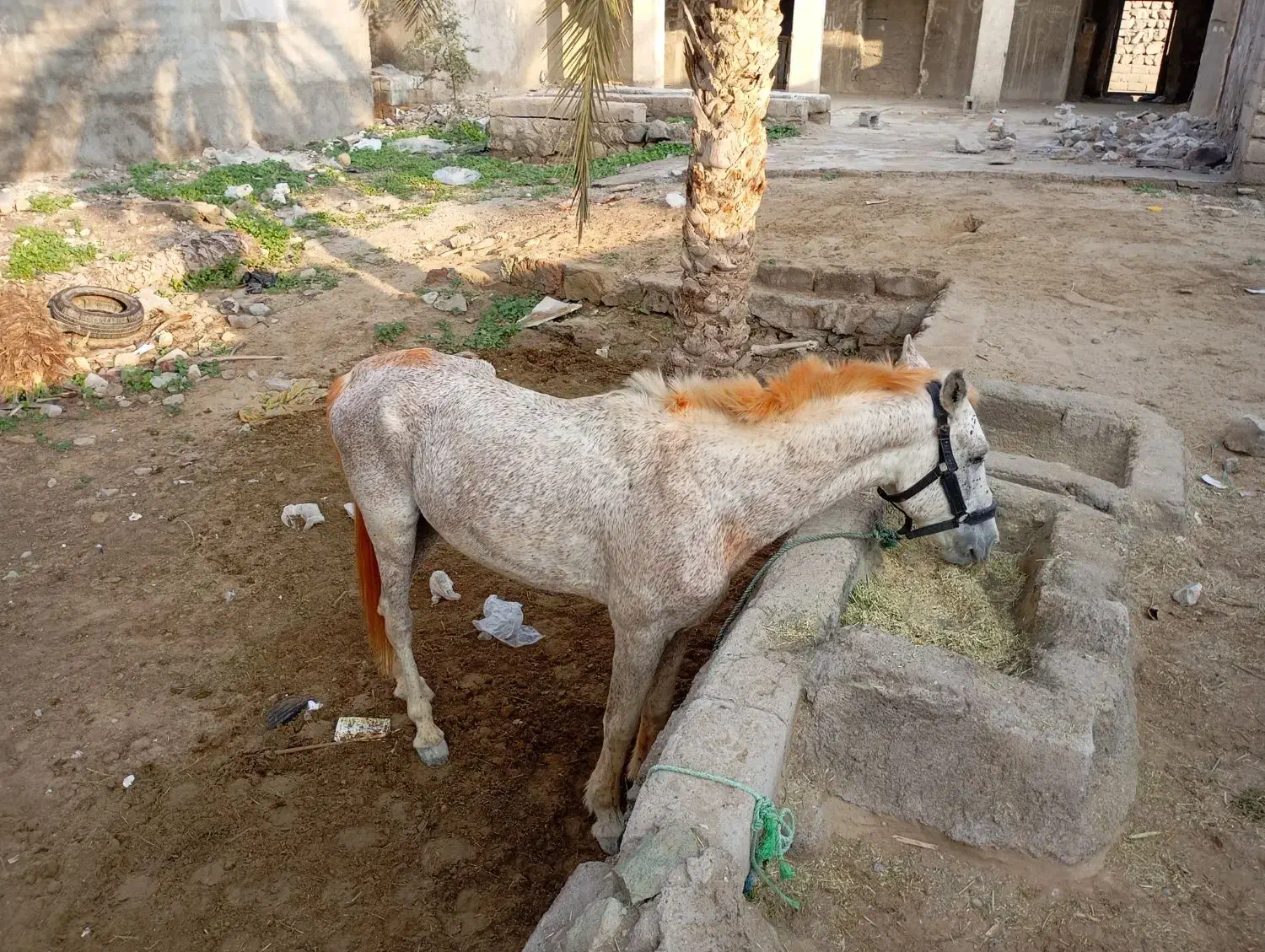 حیوانات|اسب و تجهیزات اسب‌سواری|بندرعباس, |دیوار