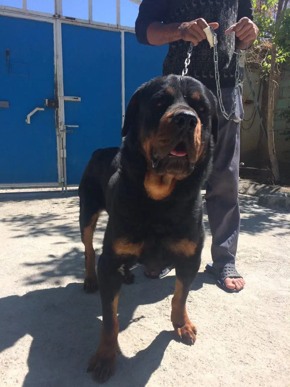 رتوایلر نر|سگ|تهران, بلوار کشاورز|دیوار