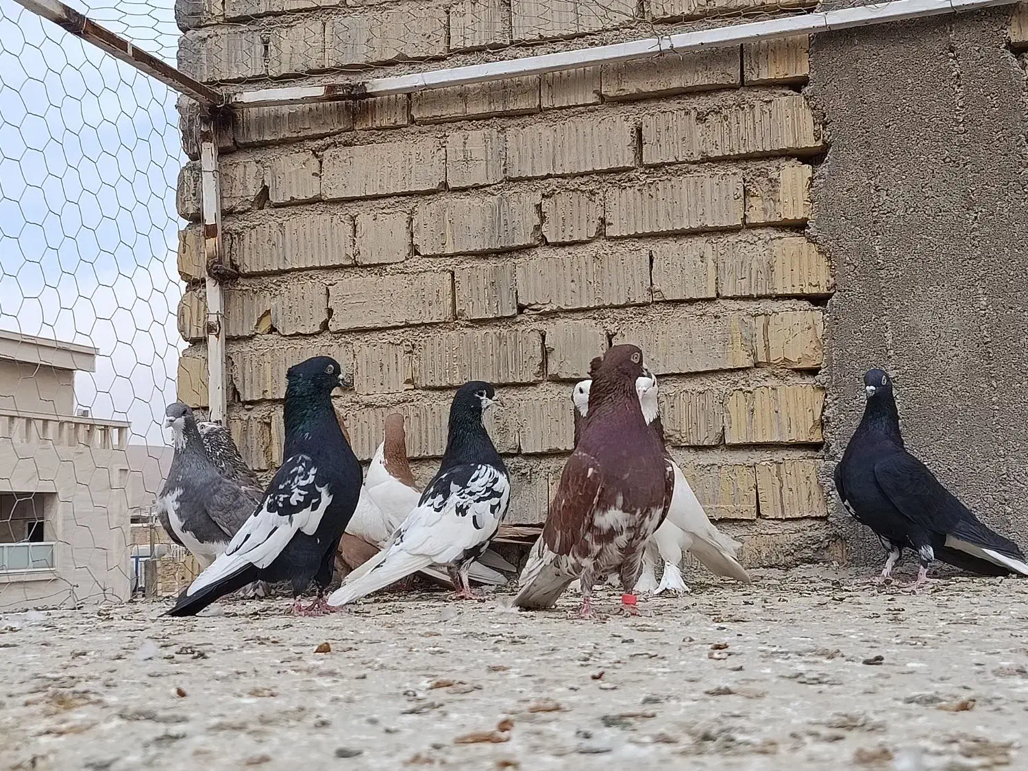 کبوتر|پرنده|شیراز, کرونی(خاتونک)|دیوار