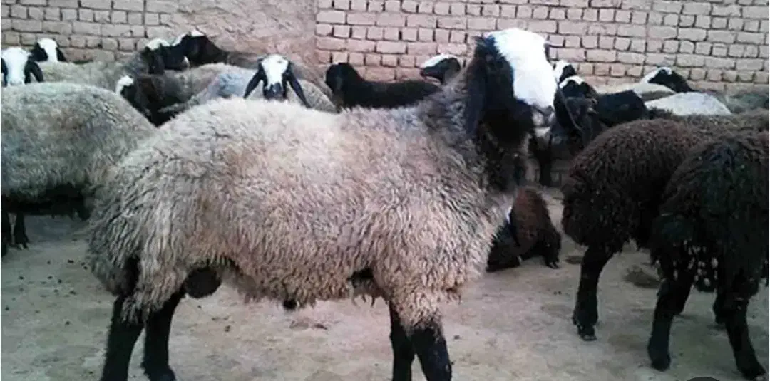 گوشت بره و بزغاله  باکیفیت اینجاست|خوردنی و آشامیدنی|اسفراین, |دیوار