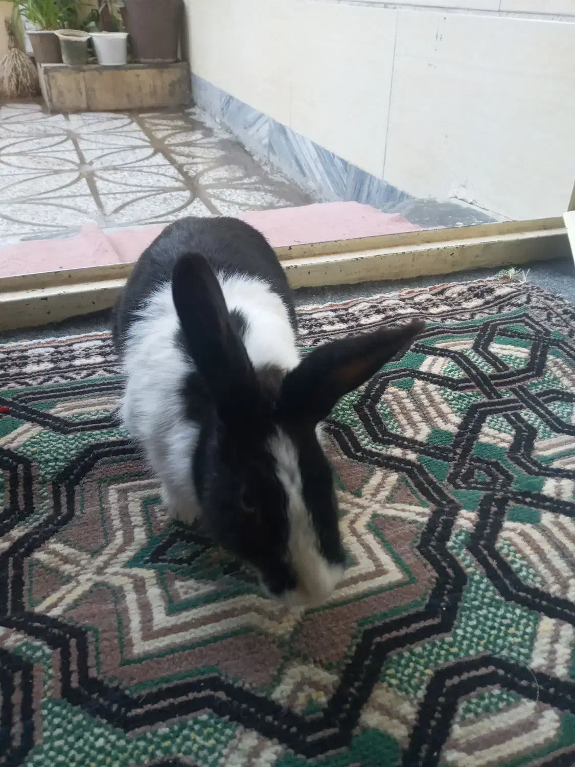 خرگوش|موش و خرگوش|بروجرد, |دیوار