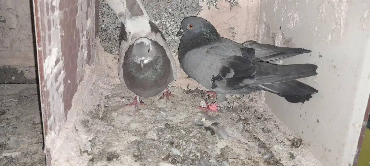 فوری|پرنده|رودان, |دیوار