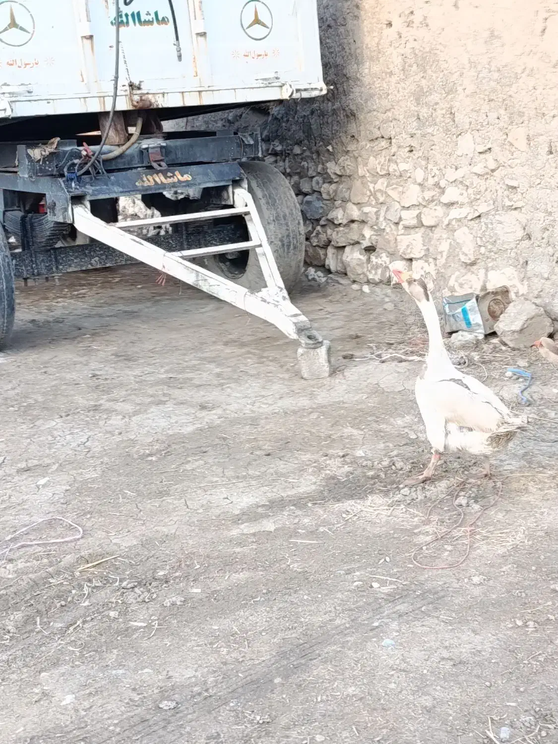 قاز نر|حیوانات مزرعه|نقده, |دیوار